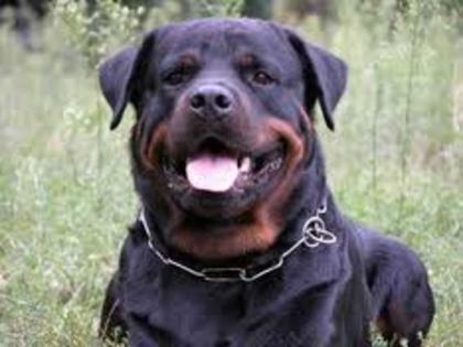 imagesCAPSNTPY - american rottweilar