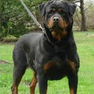 imagesCAU0S9TJ - american rottweilar