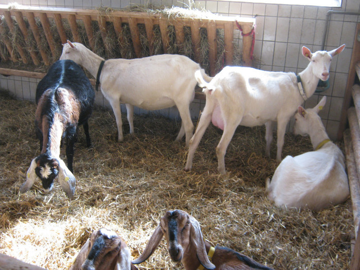 capre sanne - crescatori de capre -austria ziege farm
