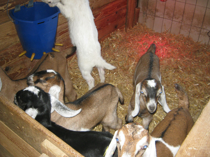 de toate culorile - crescatori de capre -austria ziege farm