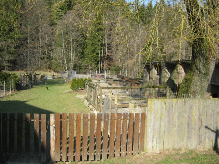 www.members.aon.at fink-hunde - crescatori de capre -austria ziege farm