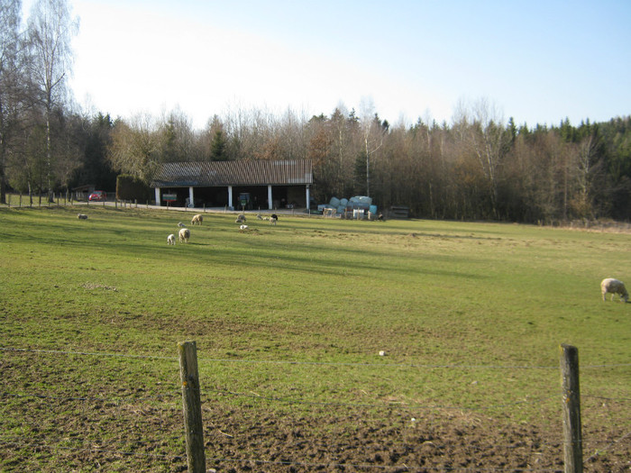 dupa at  bara fink-hunde - crescatori de capre -austria ziege farm