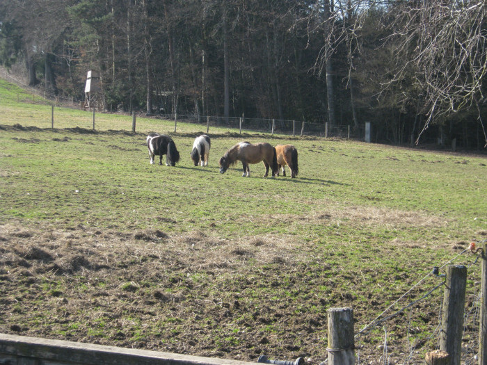 93- 074 - crescatori de capre -austria ziege farm