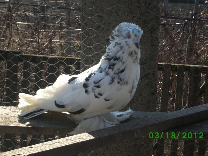 Femela 2 2010