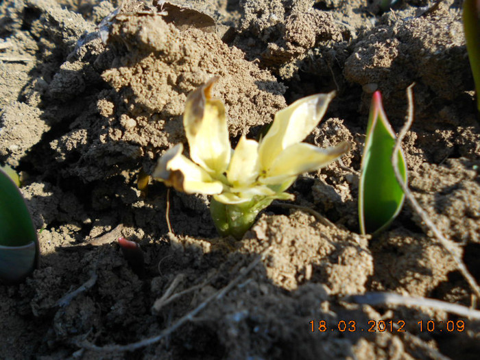 iris pitic intre lalele