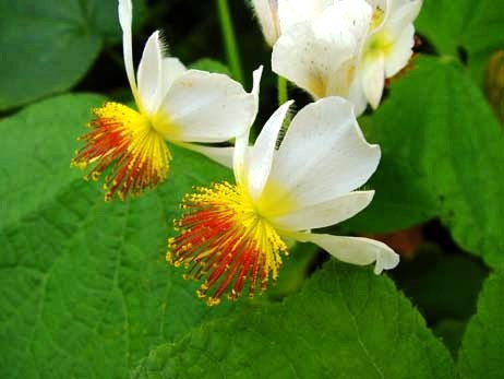 _Sparmannia_africana