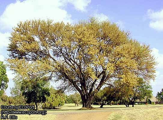 Acacia galpinii - 1-de vanzare 2019-2020- SEMINTE TROPICALE RARE