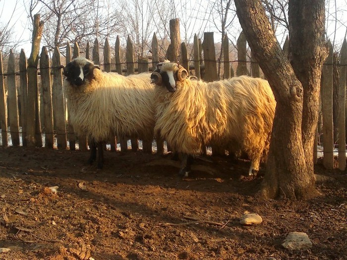 18032012638 - OILE LU OVIDIU