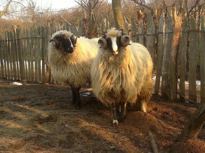 18032012641 - OILE LU OVIDIU