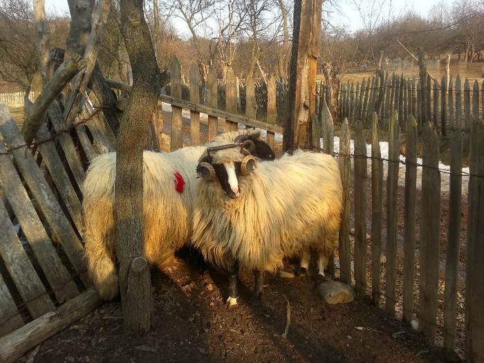 18032012642 - OILE LU OVIDIU