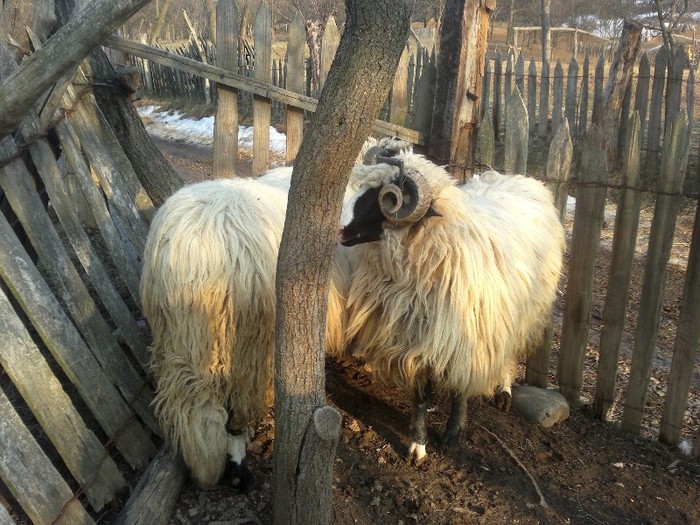 18032012643 - OILE LU OVIDIU