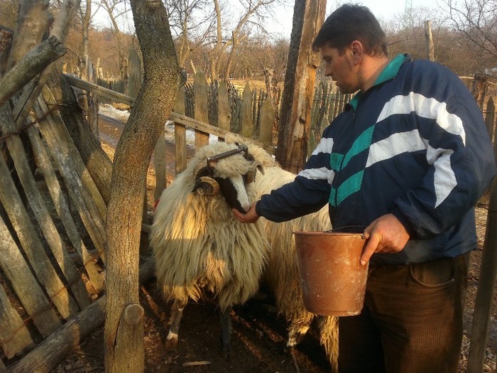 18032012645 - OILE LU OVIDIU