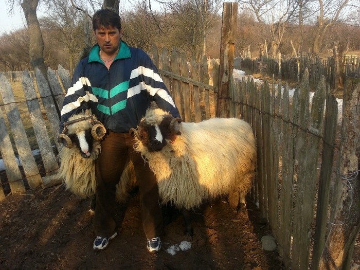 18032012650 - OILE LU OVIDIU