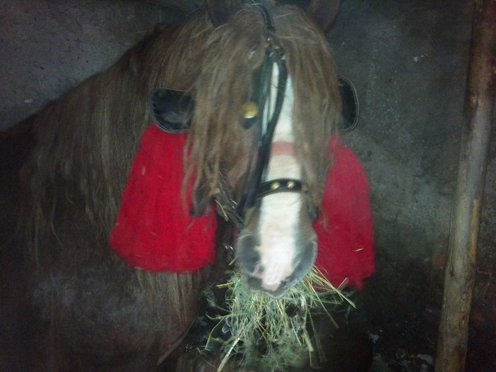 18032012620 - OILE LU OVIDIU