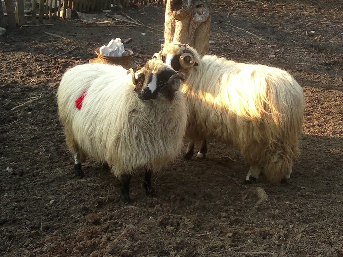 18032012637 - OILE LU OVIDIU