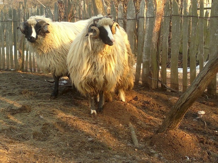 18032012640 - OILE LU OVIDIU