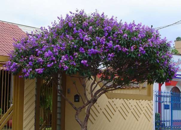 TIBOUCHINA GRANULOSA