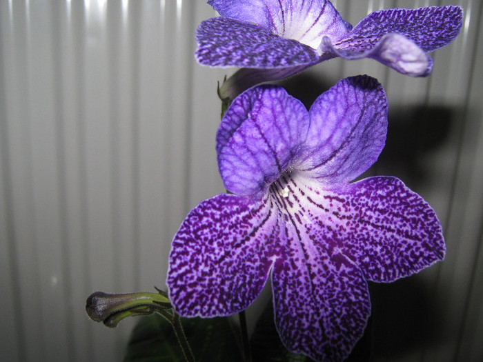  - streptocarpus Shenandoah s Sugar Plum