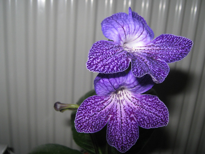  - streptocarpus Shenandoah s Sugar Plum