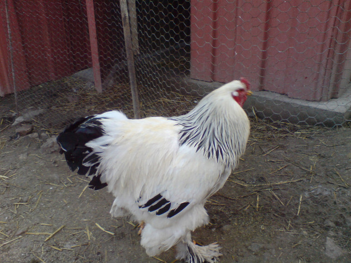 Picture 062; barosanul
