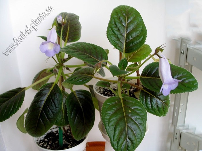 Sinningia Bleu  Ciel - GLOXINIA _ SINNINGIA