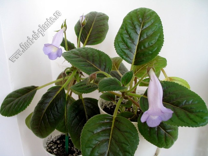 Sinningia Bleu  Ciel - GLOXINIA _ SINNINGIA