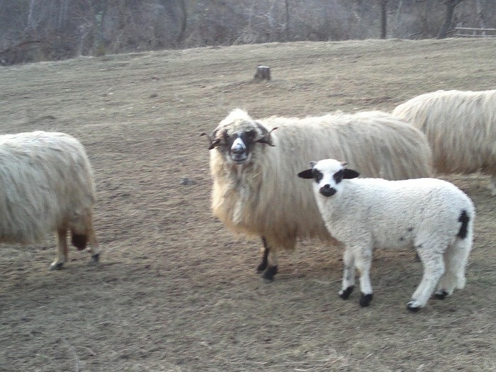17032012491 - oile lui Firut