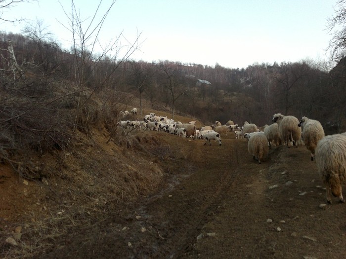 17032012493 - oile lui Firut