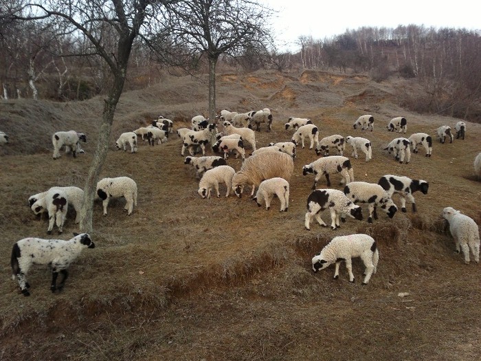 17032012496 - oile lui Firut