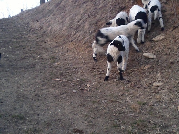 17032012510 - oile lui Firut