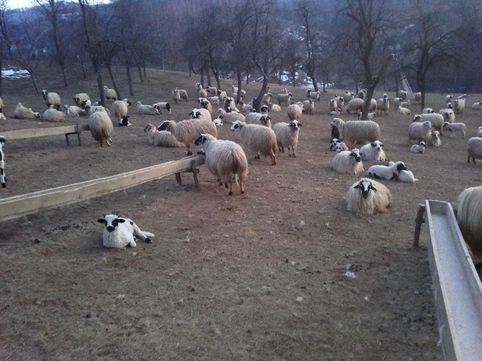 17032012537 - oile lui Firut