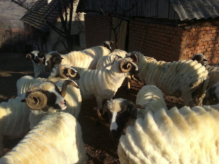 18032012563 - oile lui Firut