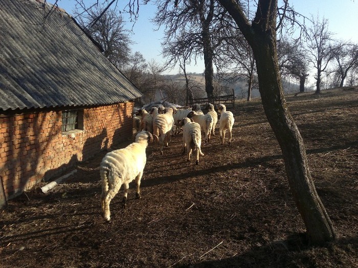 18032012566 - oile lui Firut
