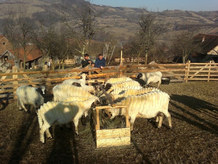 18032012580 - oile lui Firut