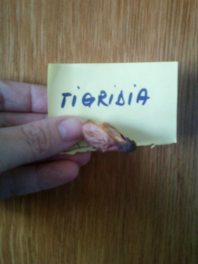 21 martie 2012 027; bulb de tigridia-cautam un locusor...
