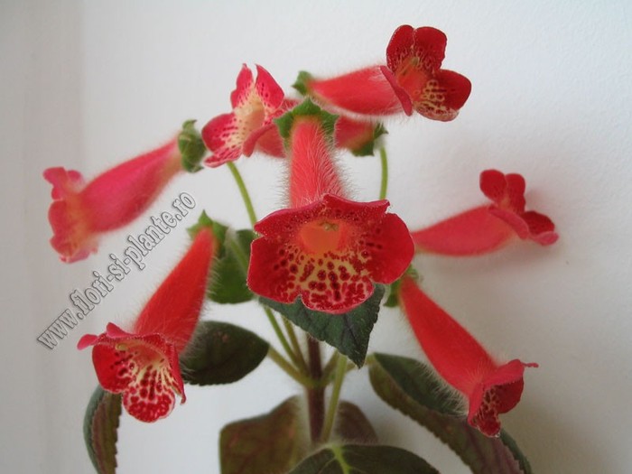 NEW - Kohleria Fenix; 2012
