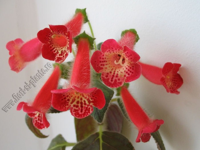 NEW - Kohleria Fenix - KOHLERIA I