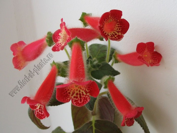 NEW - Kohleria Fenix - KOHLERIA I