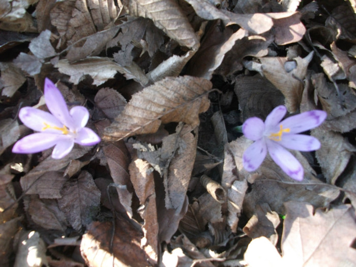 poze 2139 - a sosit primavara