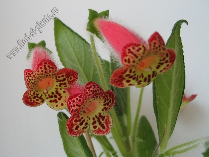 Kohleria GG Lava Lamp; 2012
