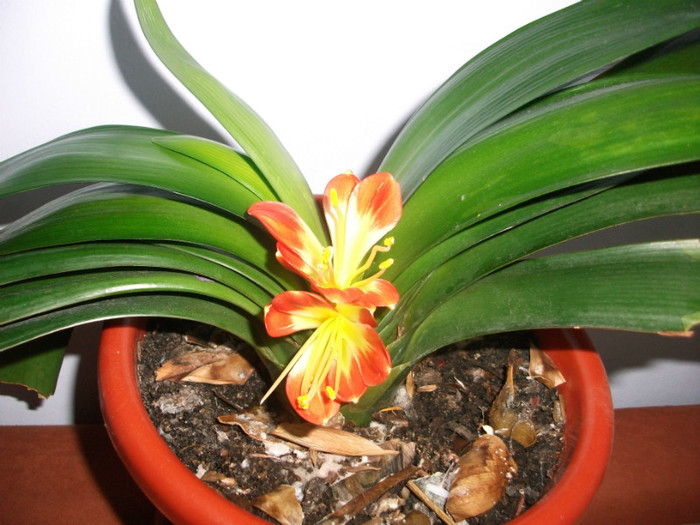 20.03.2012 - clivia