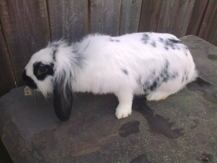 Alin0465; rase amestecate
