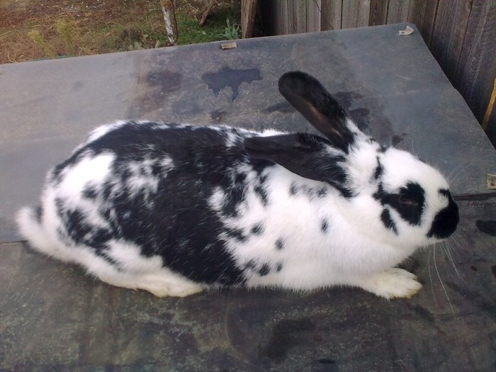 Alin0474; rase amestecate
