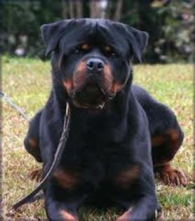 images - american rottweilar