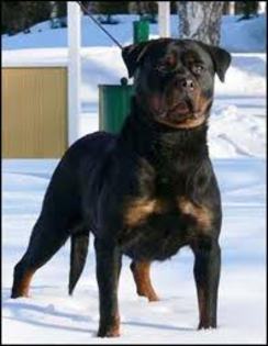 imagesCABP2SD8 - american rottweilar