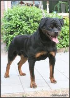 imagesCADAOT6S - american rottweilar