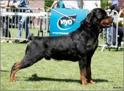 imagesCAAJQ95C - american rottweilar