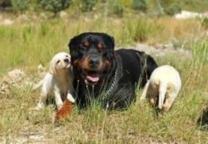 imagesCAIBO3GG - american rottweilar