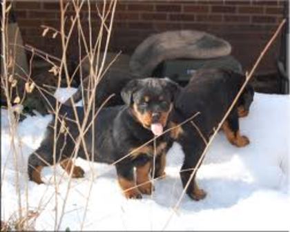 imagesCASZ7LIY - american rottweilar