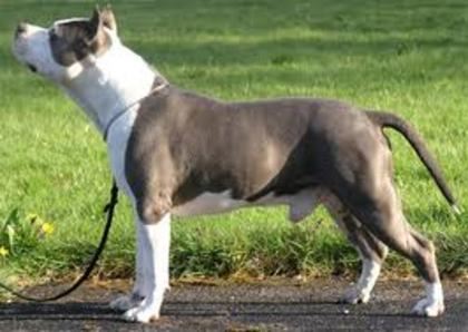 imagesCAIIJ07H - american pitbul vs amercan amstaff